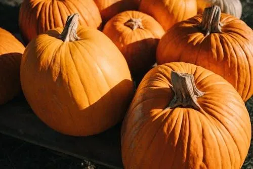 Group Of Fresh Orange Pumpkins on Display For Fall Festival