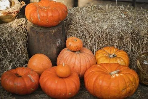 Group Of Pumpkins Resting on Hay in Autumn Farm Setting