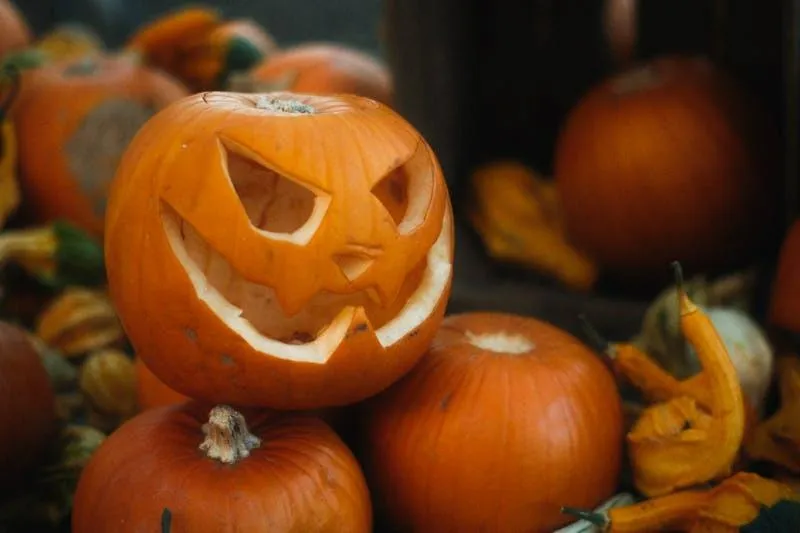 Group Of Pumpkins with Carved Faces and Gourds Wallpaper