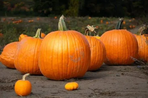 Group Of Pumpkins with Small Gourds on Concrete Path