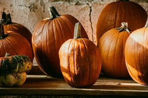 Group Of Pumpkins with Varied Sizes in Natural Light