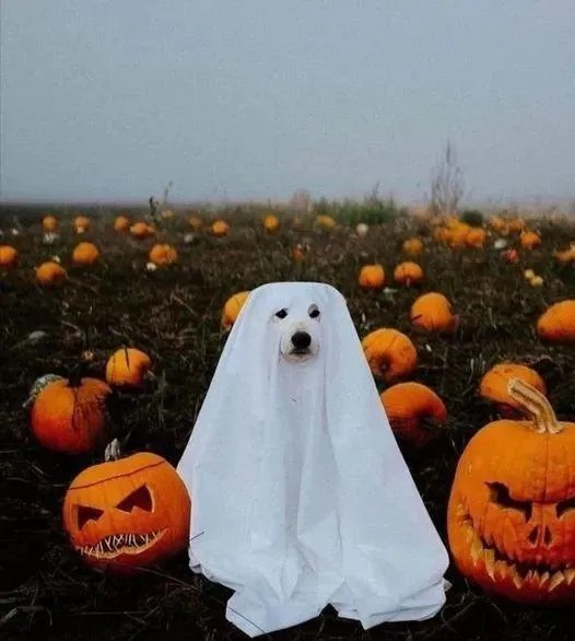 Halloween Festival with Pumpkin Head and Ghost Costumes