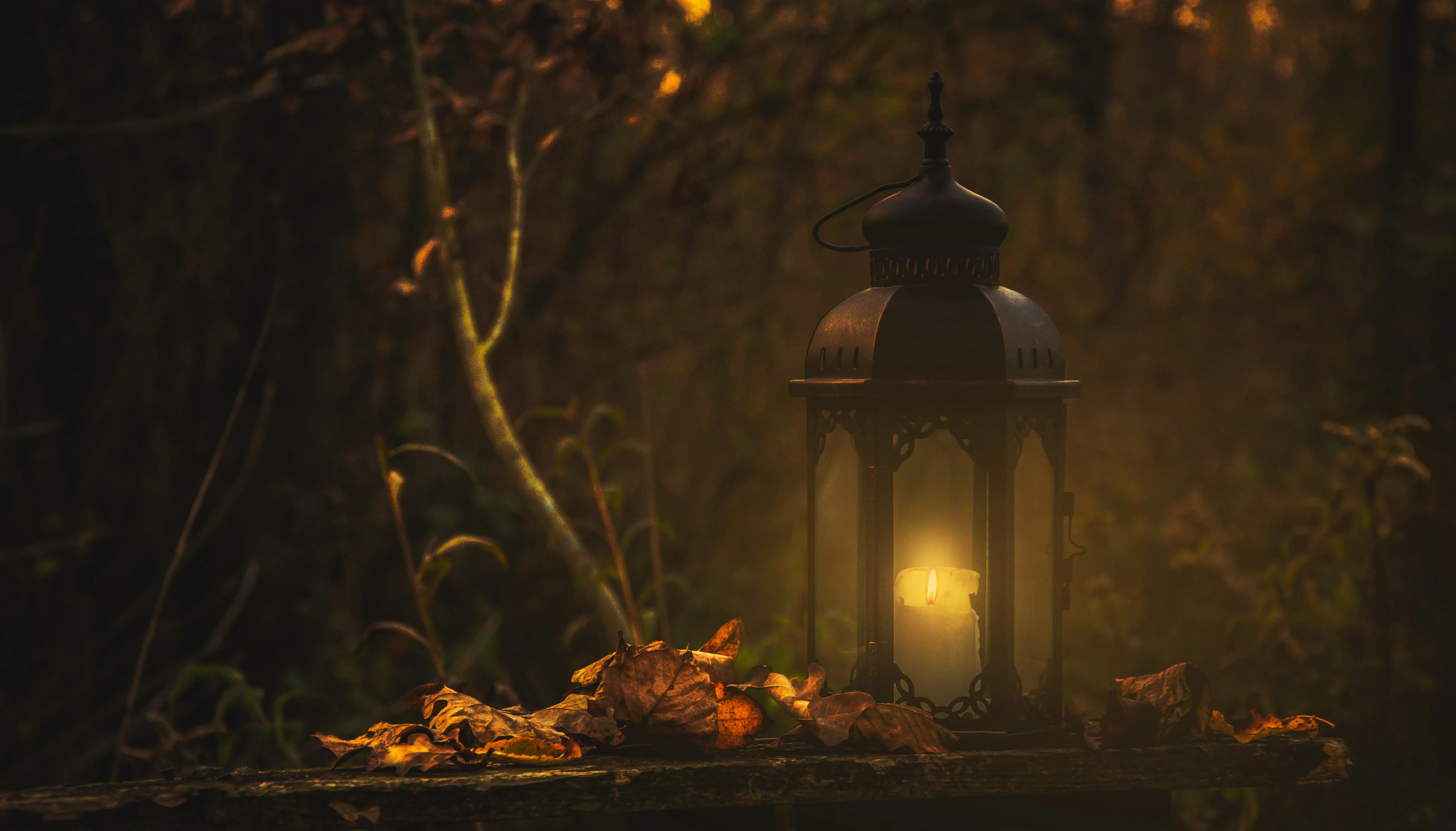 Halloween Lantern Glowing in Dark Forest Night Wallpaper