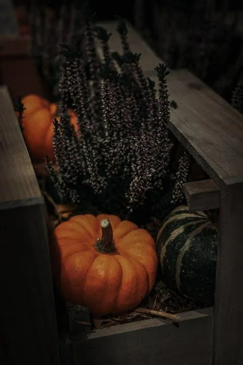 Halloween Pumpkin Decor with Gourds on Wooden Shelf Image