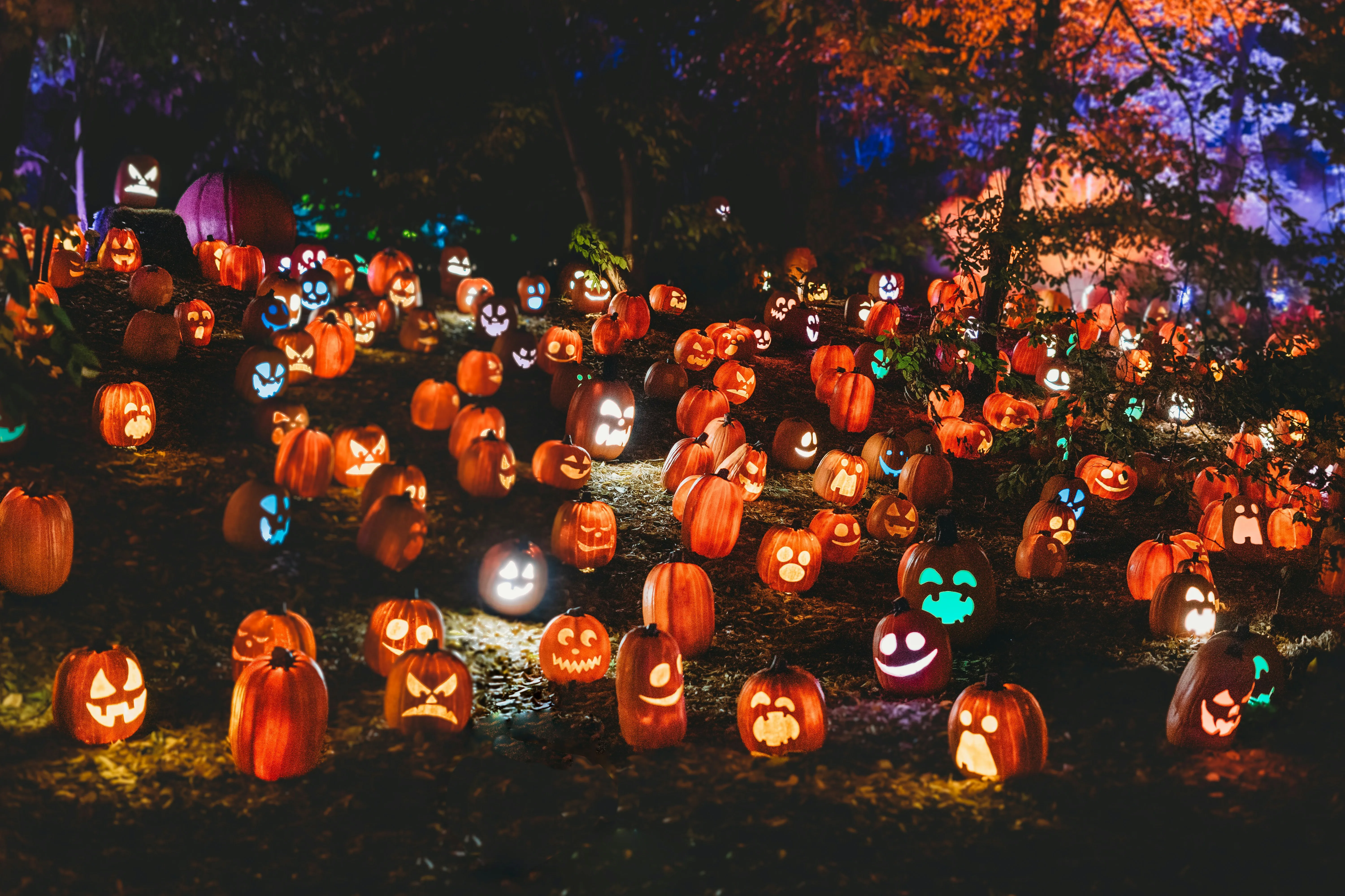 Halloween Pumpkin Festival with Lanterns Glowing Bright