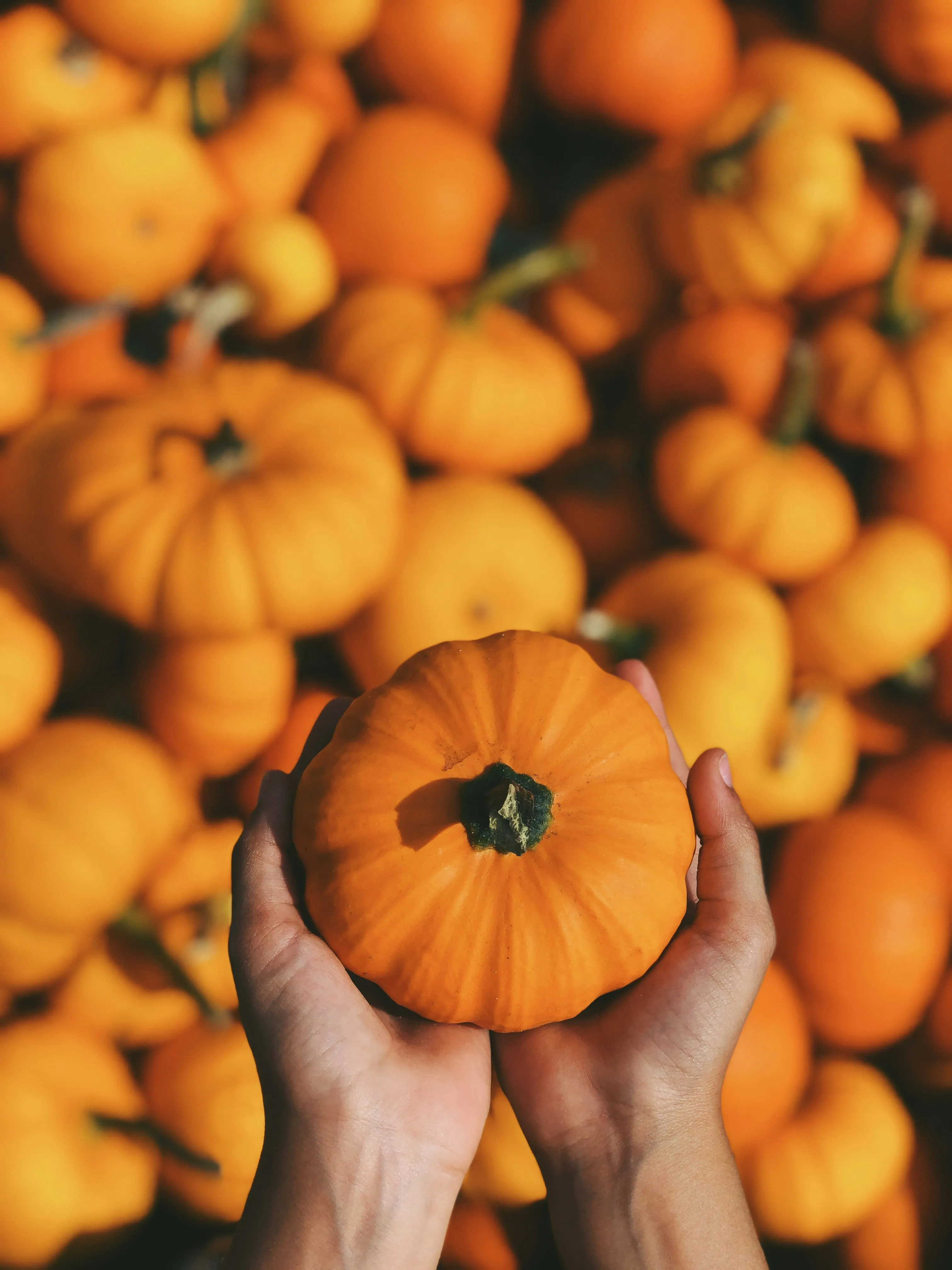 Hands Holding Small Orange Pumpkins in Pumpkin Patch HD