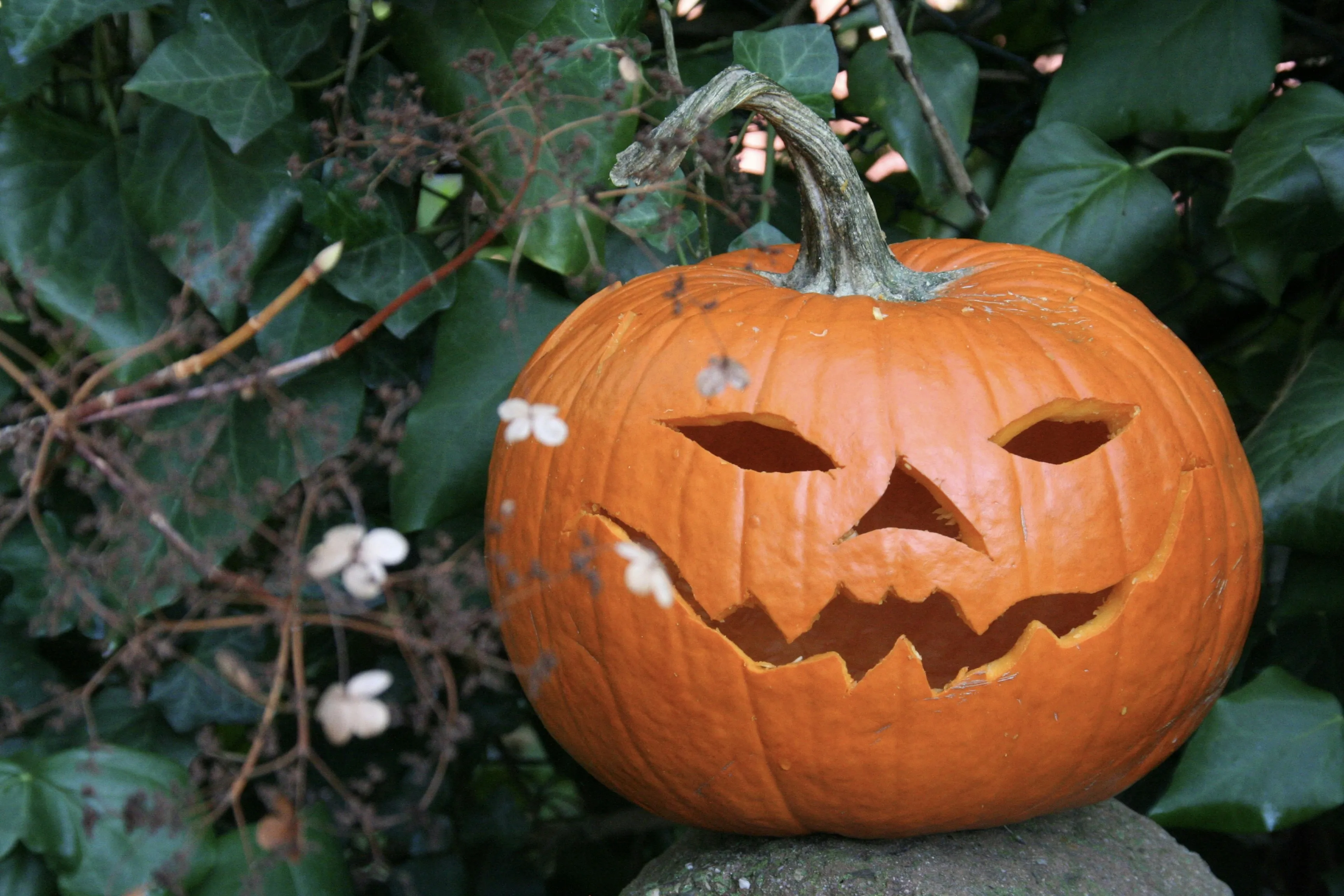Happy Jack O Lantern Pumpkin in Garden Wallpaper HD