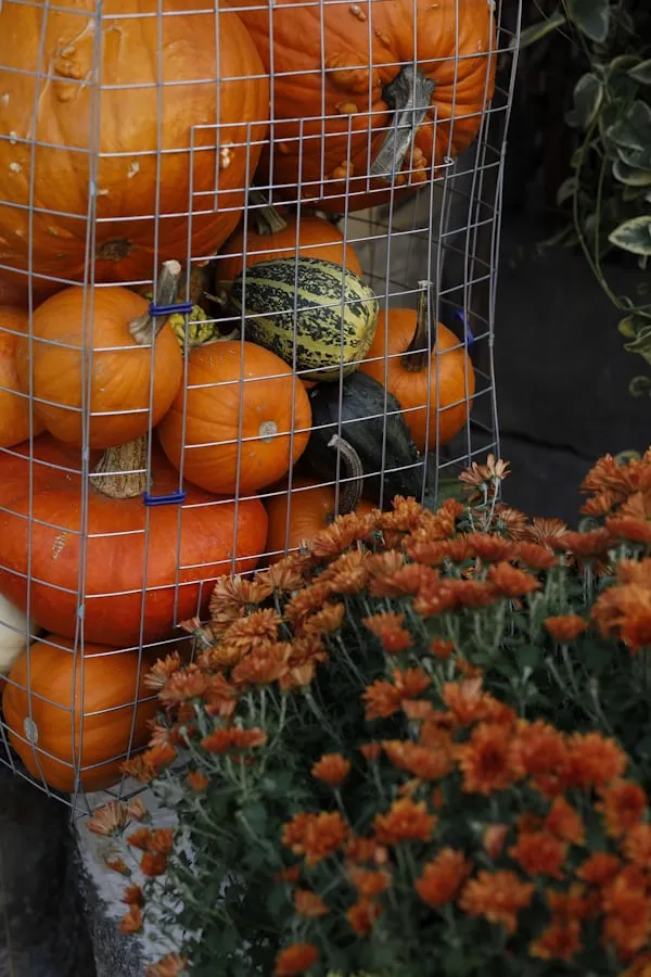Harvested Pumpkins in Wire Basket with Orange Chrysanthemums