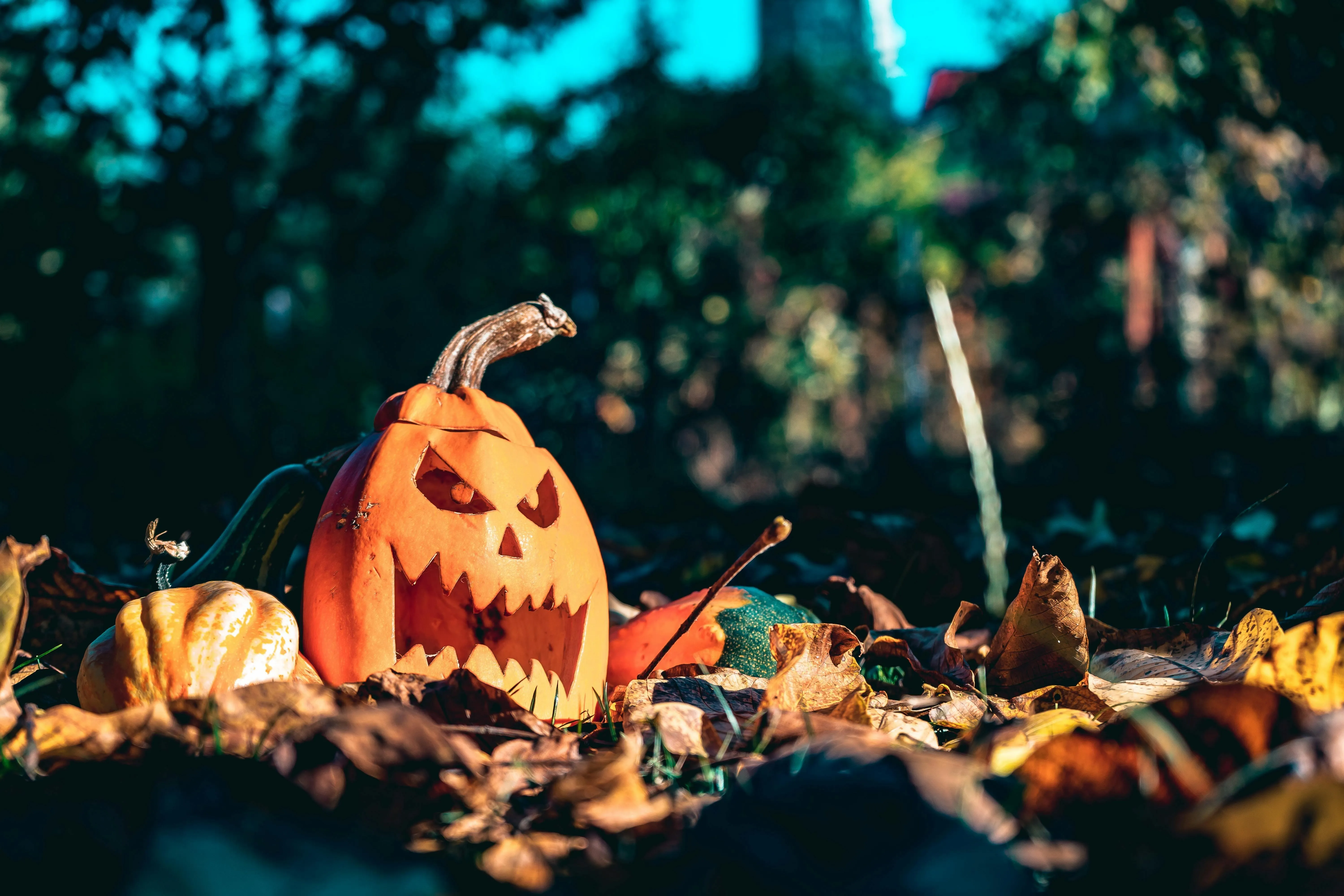 Jack O Lantern in Autumn Leaves Outside Setting Wallpaper