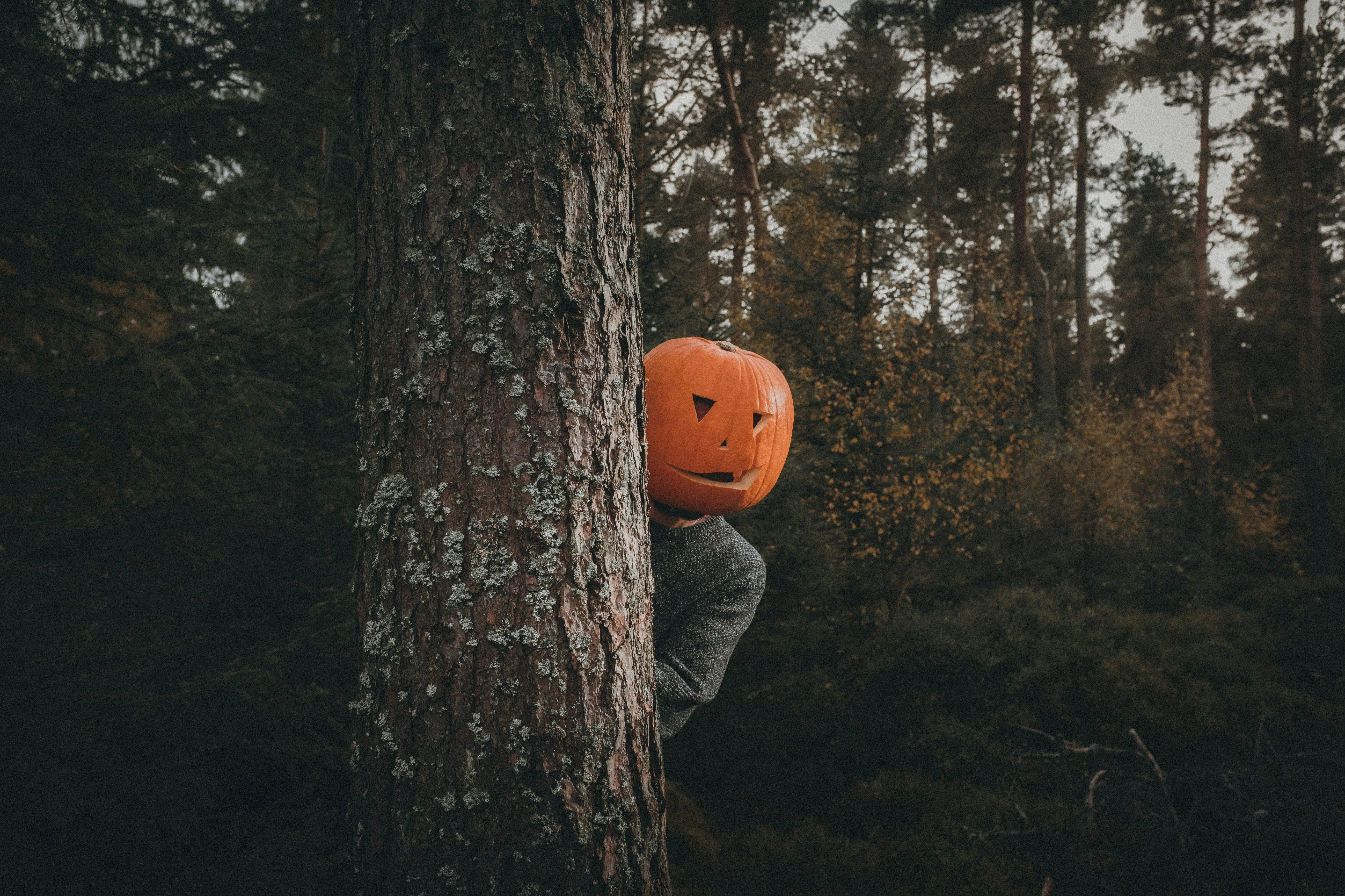 Jack o Lantern Peeking Behind Tree free HD Wallpaper