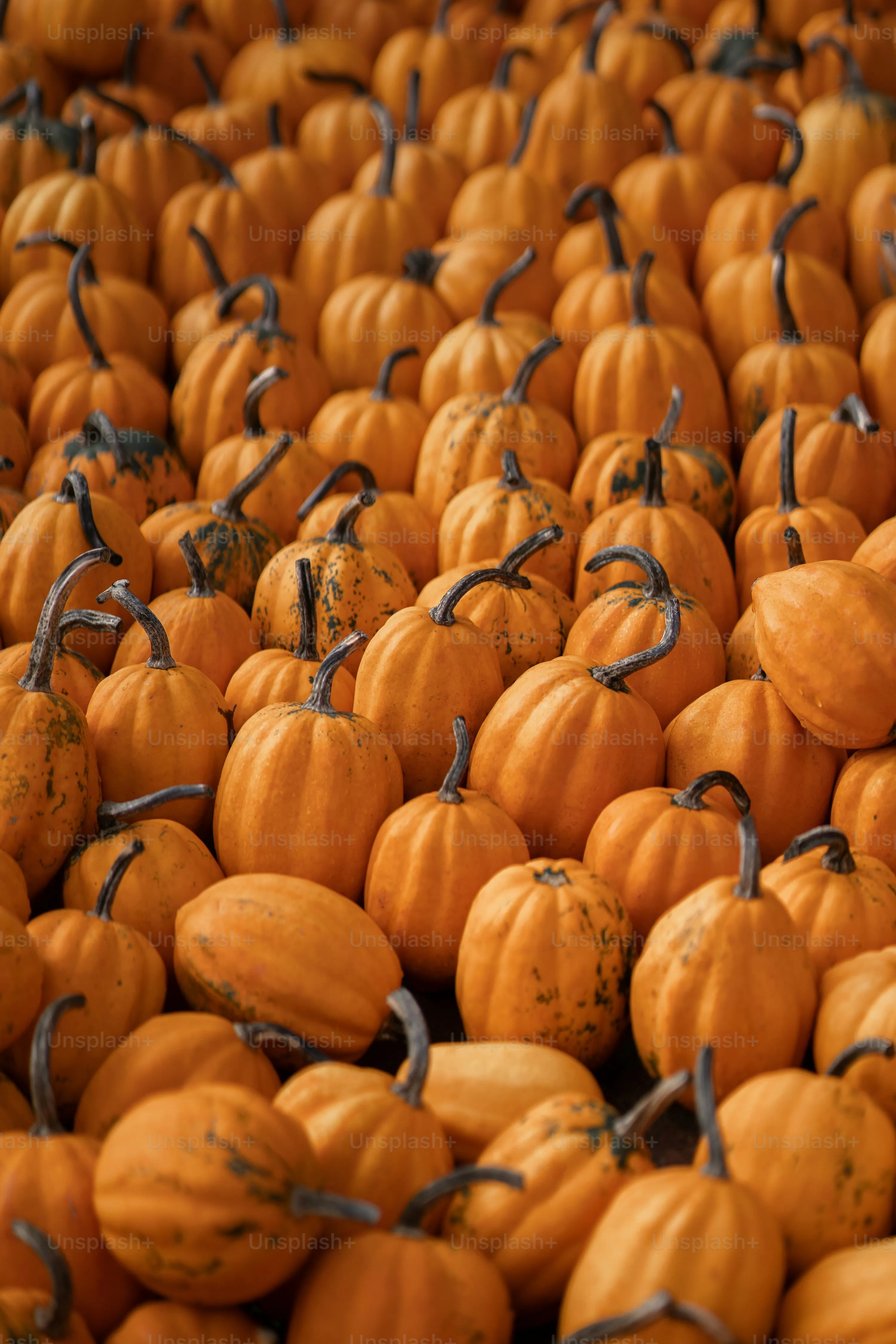 Large Field Of Orange Pumpkins Ready For Harvest Wallpaper