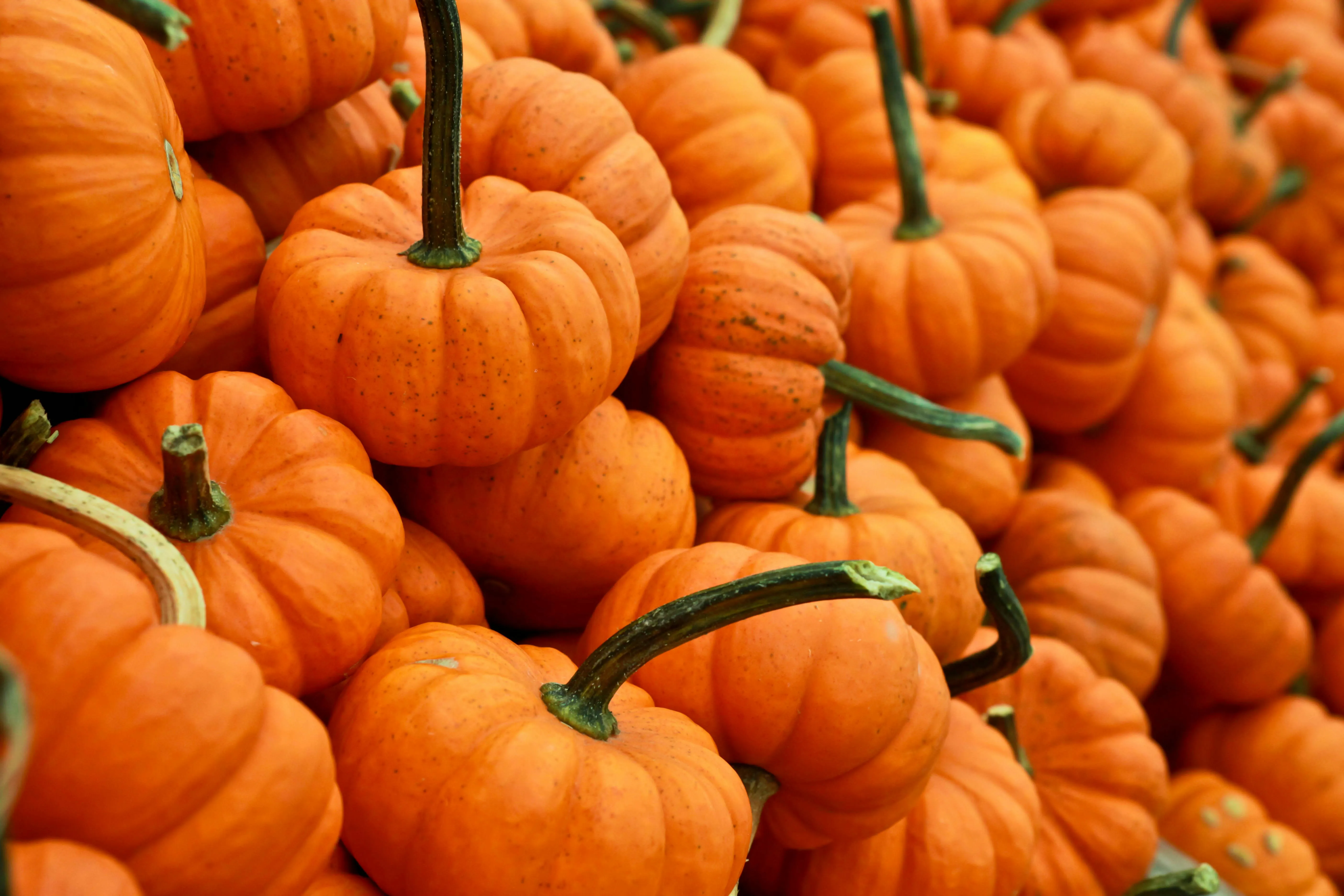 Large Group Of Miniature Orange Pumpkins Free Wallpaper