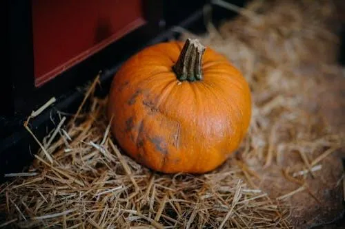 Large Orange Pumpkin on Hay Bale Ready For Halloween