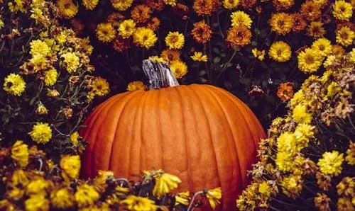 Large Orange Pumpkin Surrounded By Yellow Flowers Wallpaper