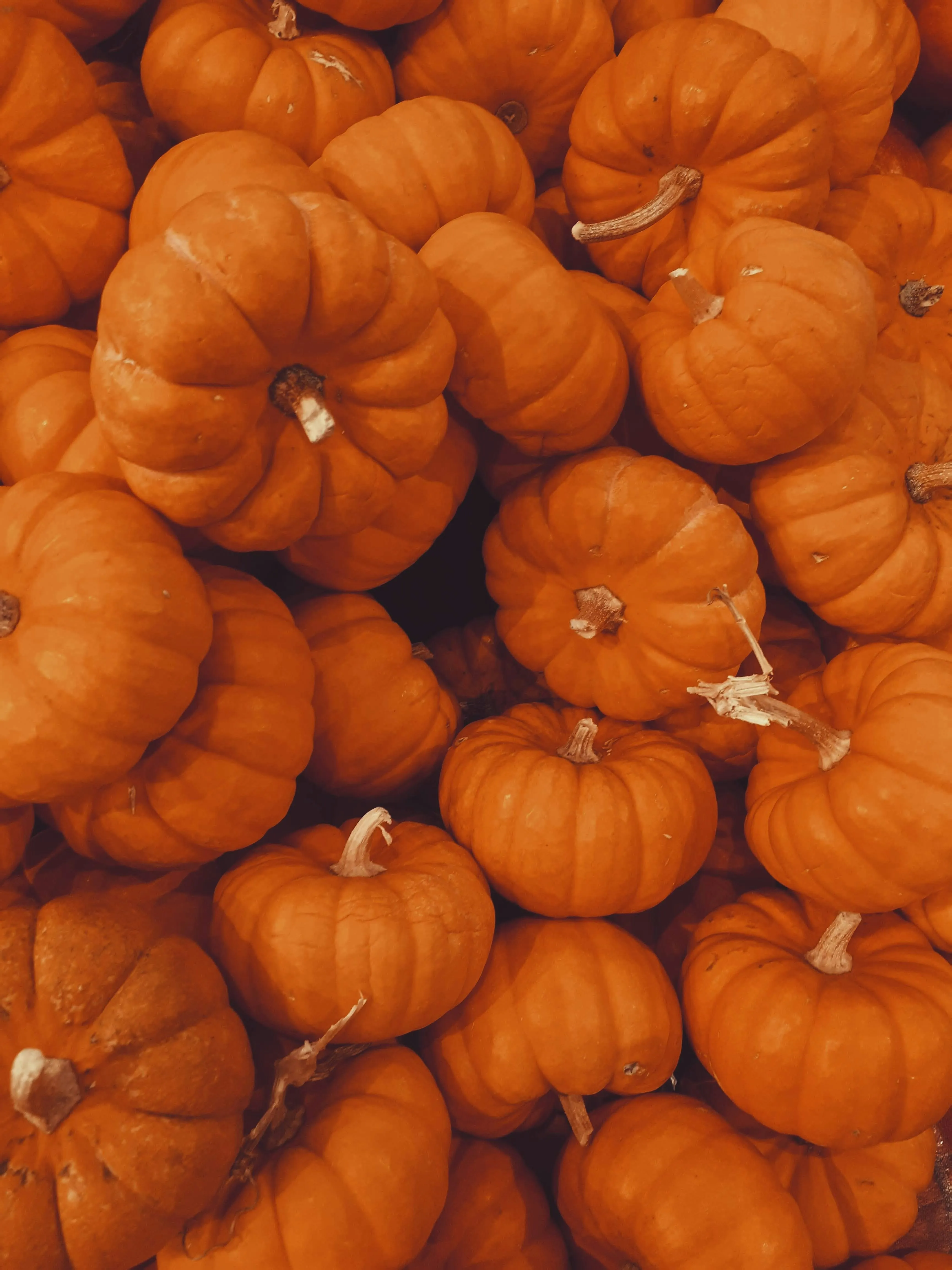 Large Pile Of Small Orange Pumpkins in Autumn HD Wallpaper