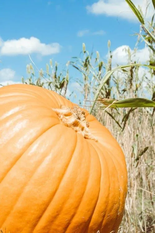 Large Pumpkin in Bright Daylight Field with Blue Sky Image
