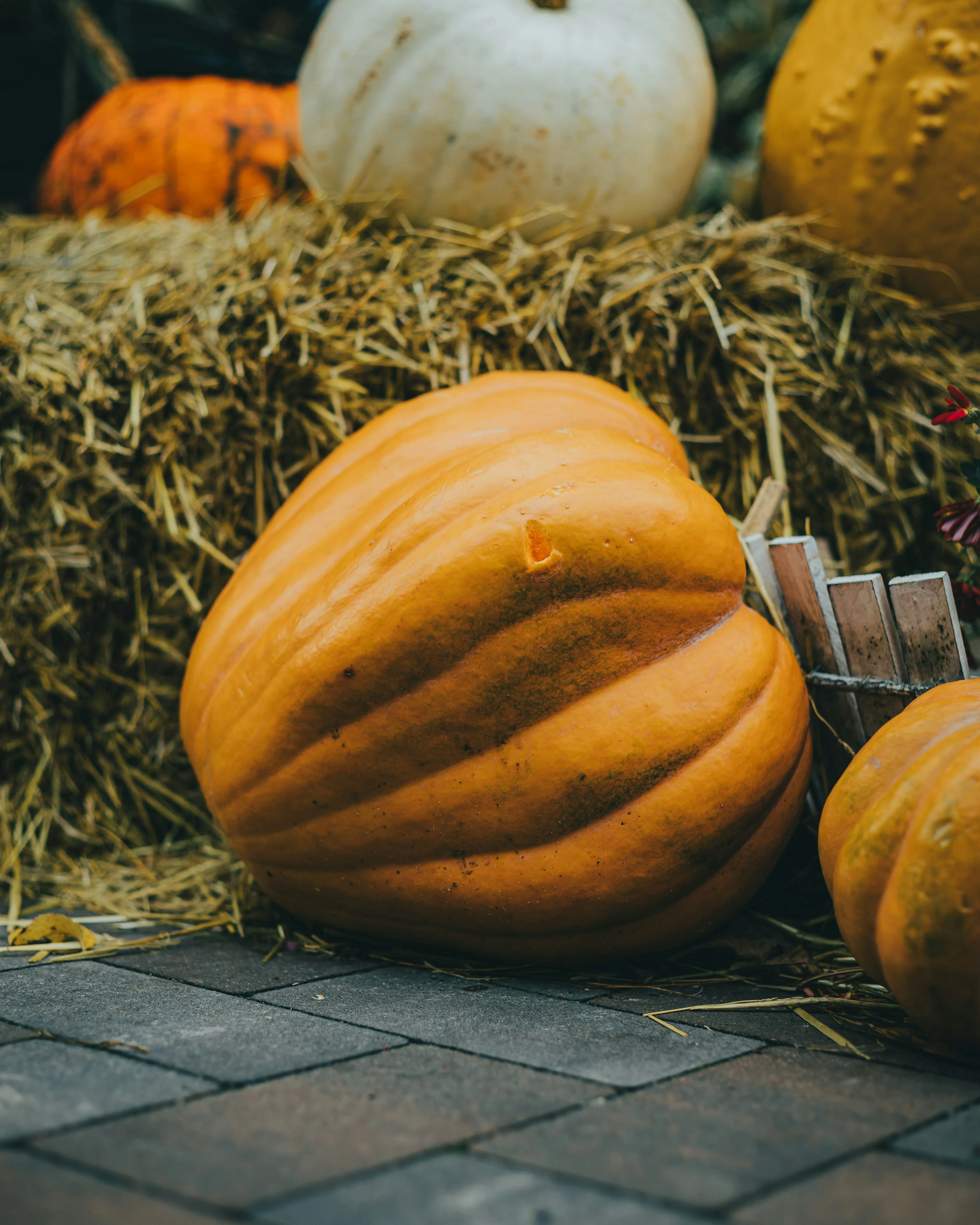 Large Pumpkin Resting on Straw in Seasonal Farm Scene Image