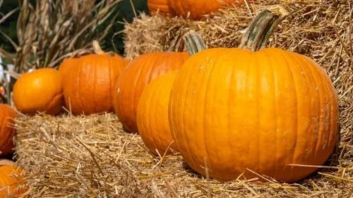 Line Of Bright Orange Pumpkins on Dry Grass HD Wallpaper