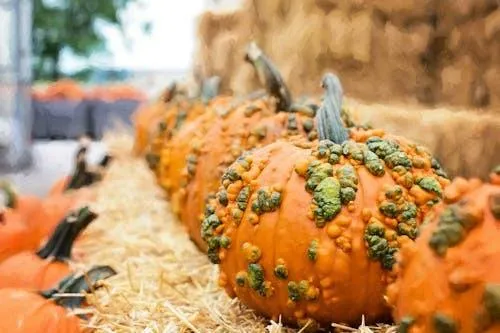 Long Row Of Decorative Gourds and Pumpkins on Hay Bale