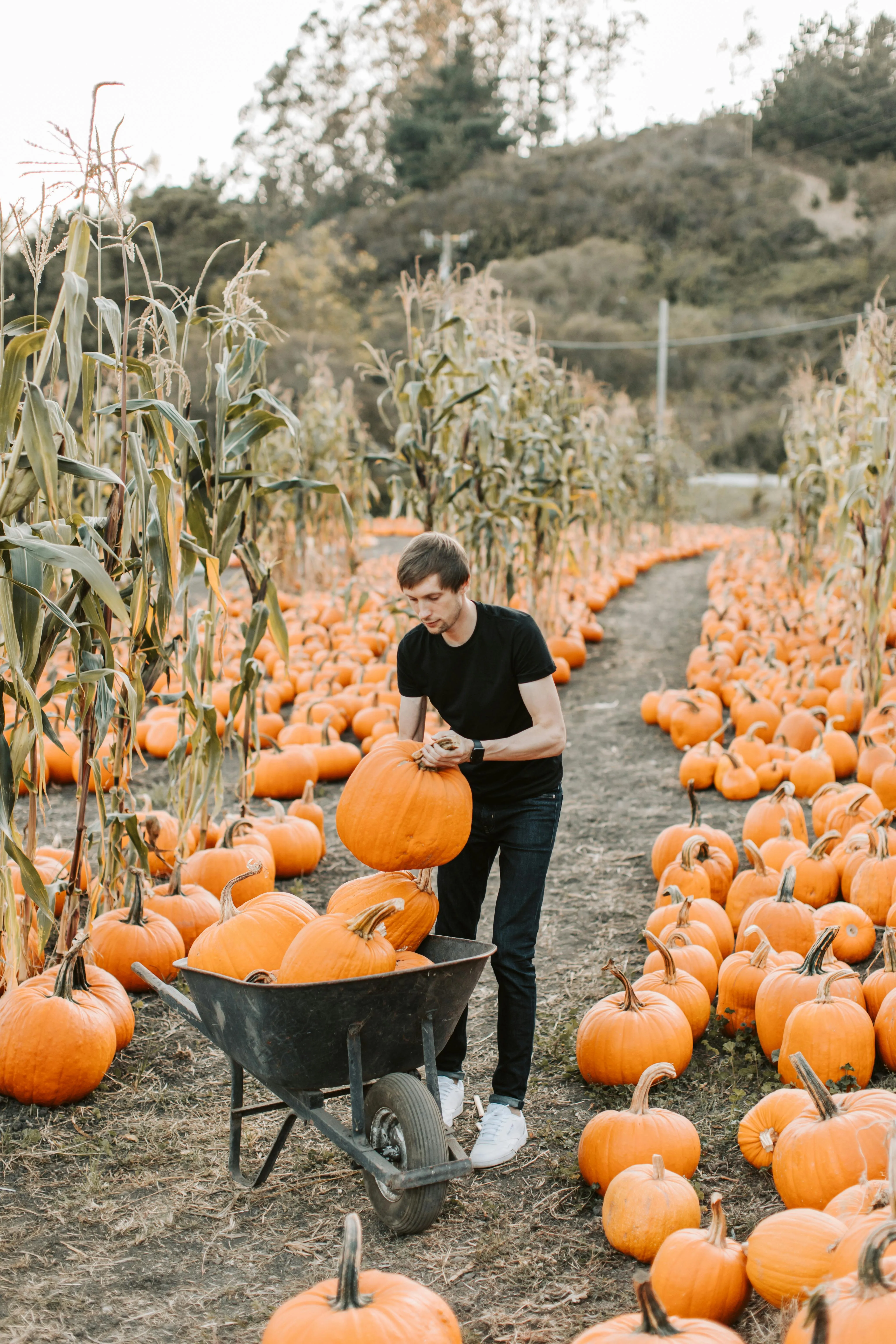 Man Harvesting Pumpkins at Autumn Farm Patch Wallpaper