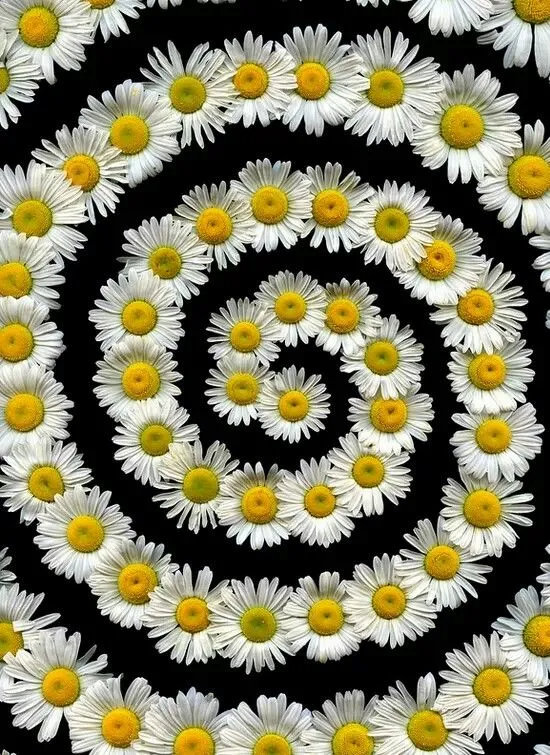 Mesmerizing spiral fresh Daisies on a black background HD