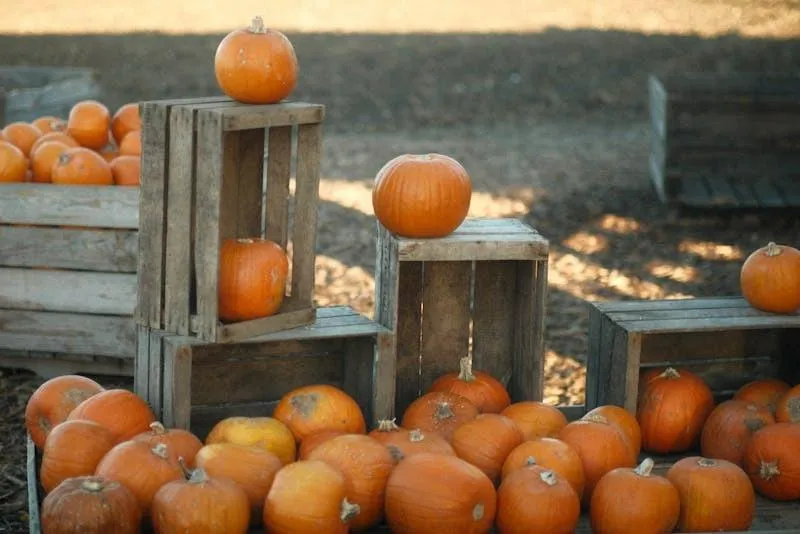 Mini Pumpkins on Crates at Autumn Market Free 4K Image