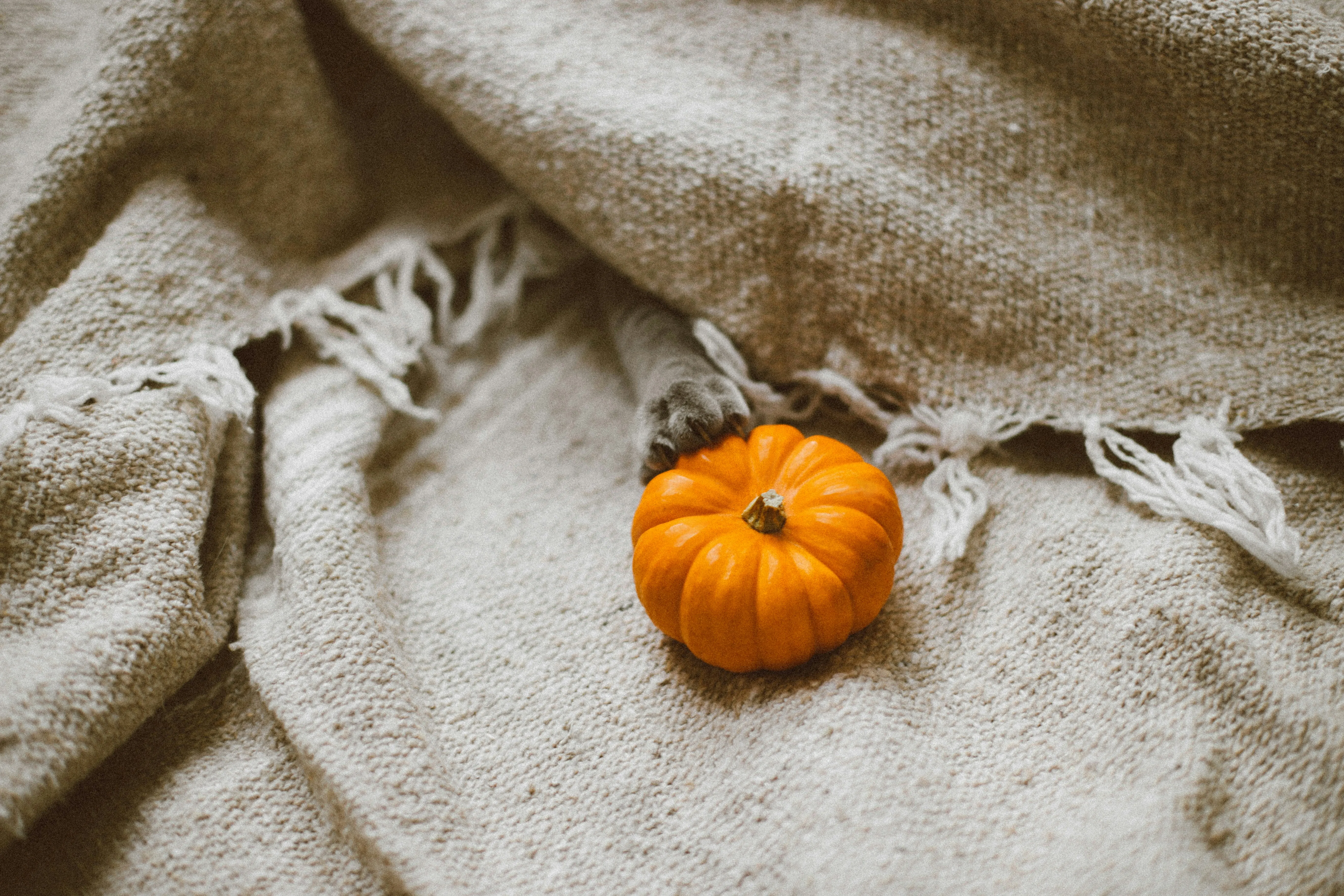 Minimalist Autumn Pumpkin Still Lying on Fabric Image HD