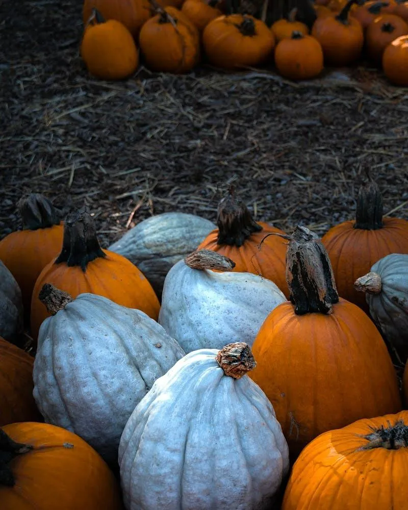 Mixed Orange and White Pumpkins in Rustic Outdoor Patch