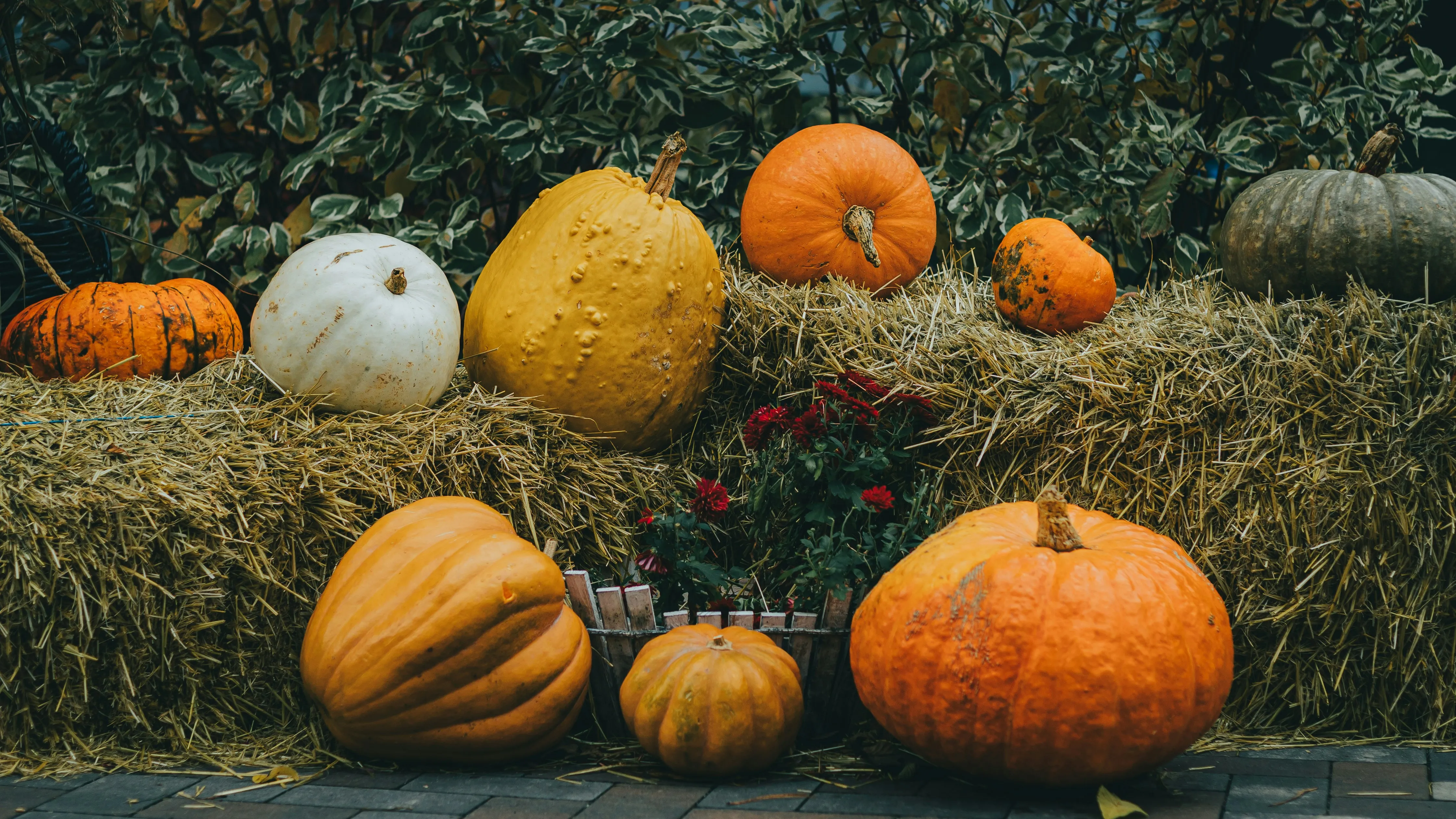 Mixed Pumpkins on Hay Bales For Autumn Farm Decoration Image