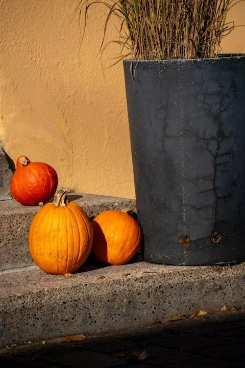 Orange Pumpkins By Wall in Minimal Outdoor Setting Image