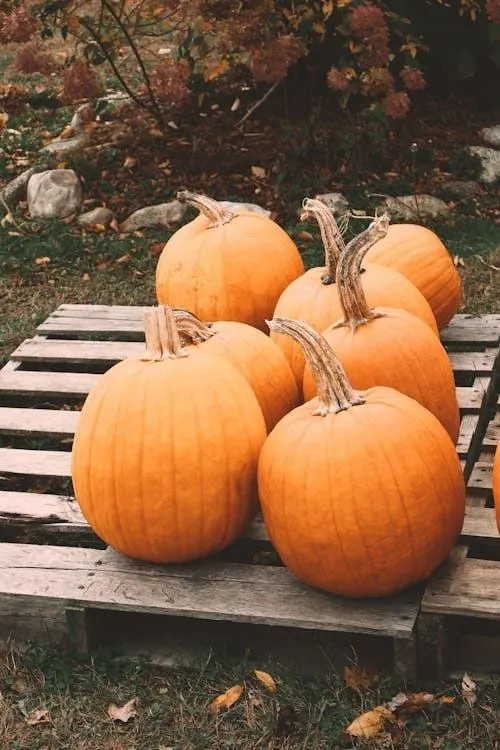 Orange Pumpkins on Rustic Wooden Bench Free HD Image