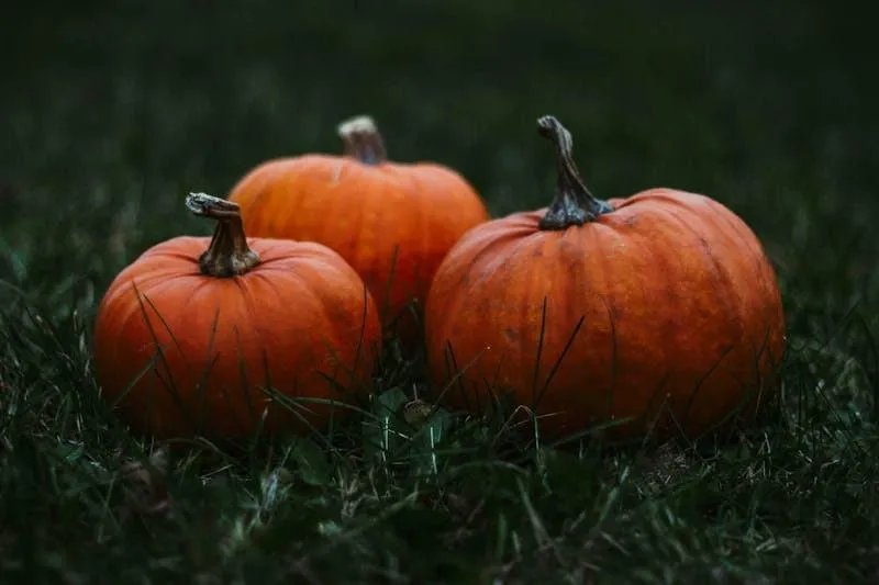Pair Of Orange Pumpkins Resting on Grass at Dusk Wallpaper