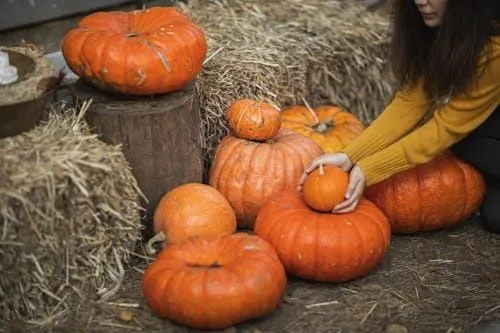 Person Arranging Small Pumpkins on Hay Bale Wallpaper