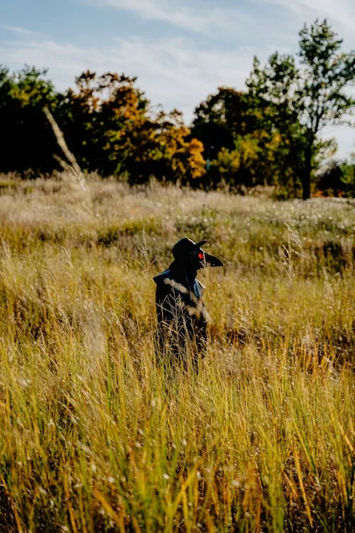 Person in Black Costume Walking Through Tall Grass image