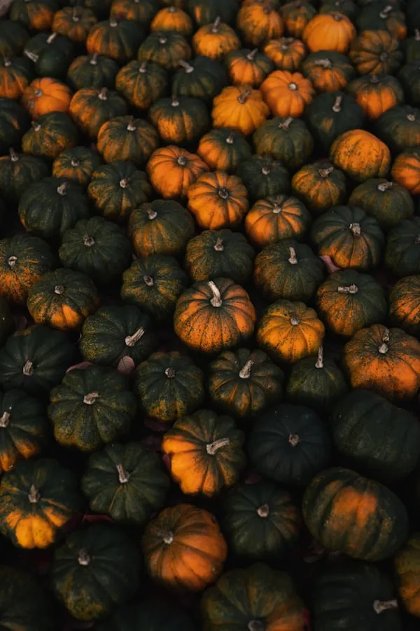 Pile Of Dark Green and Orange Pumpkins on The Surface Image