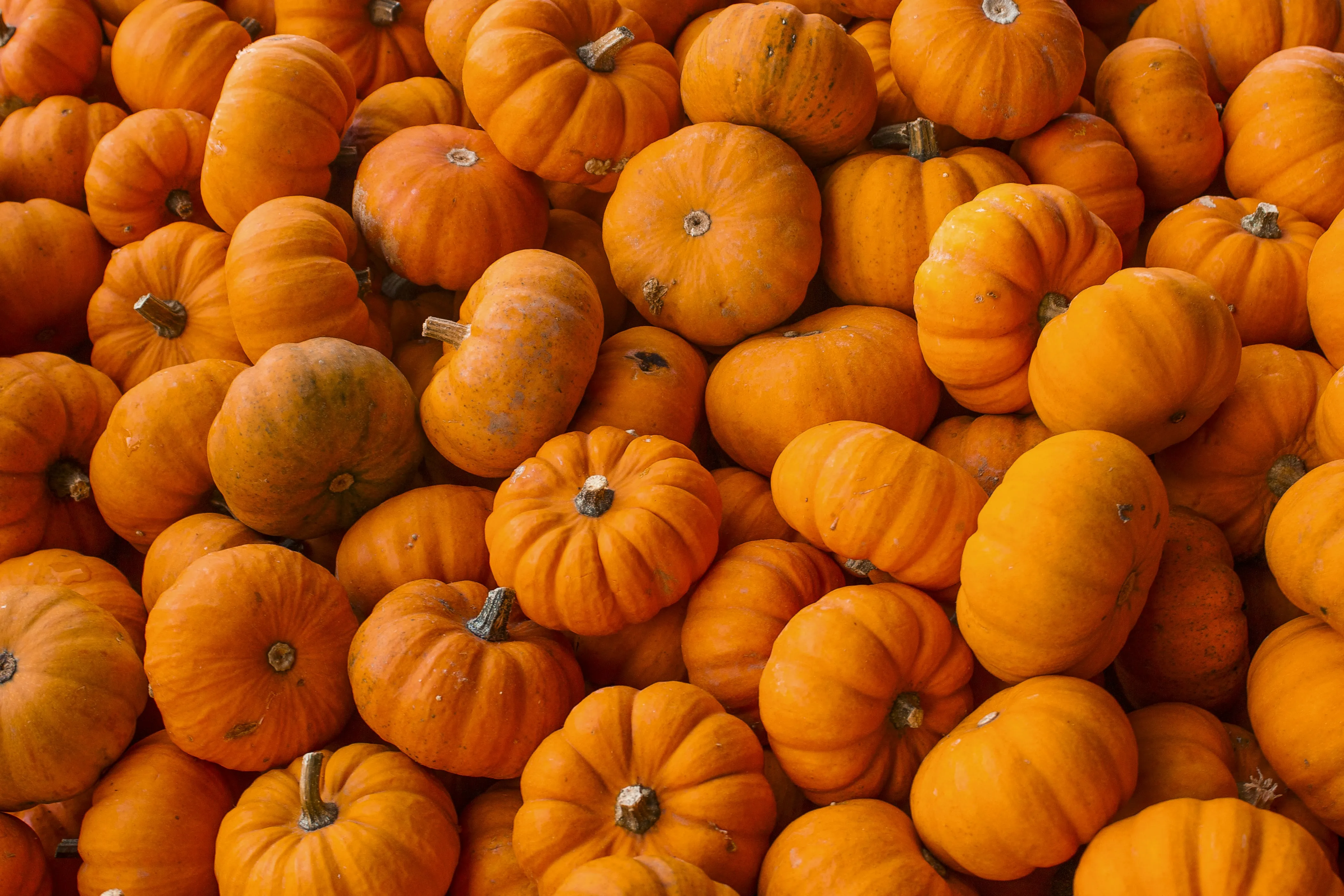 Pile Of Mini Orange Pumpkins For Fall Decorations Wallpaper