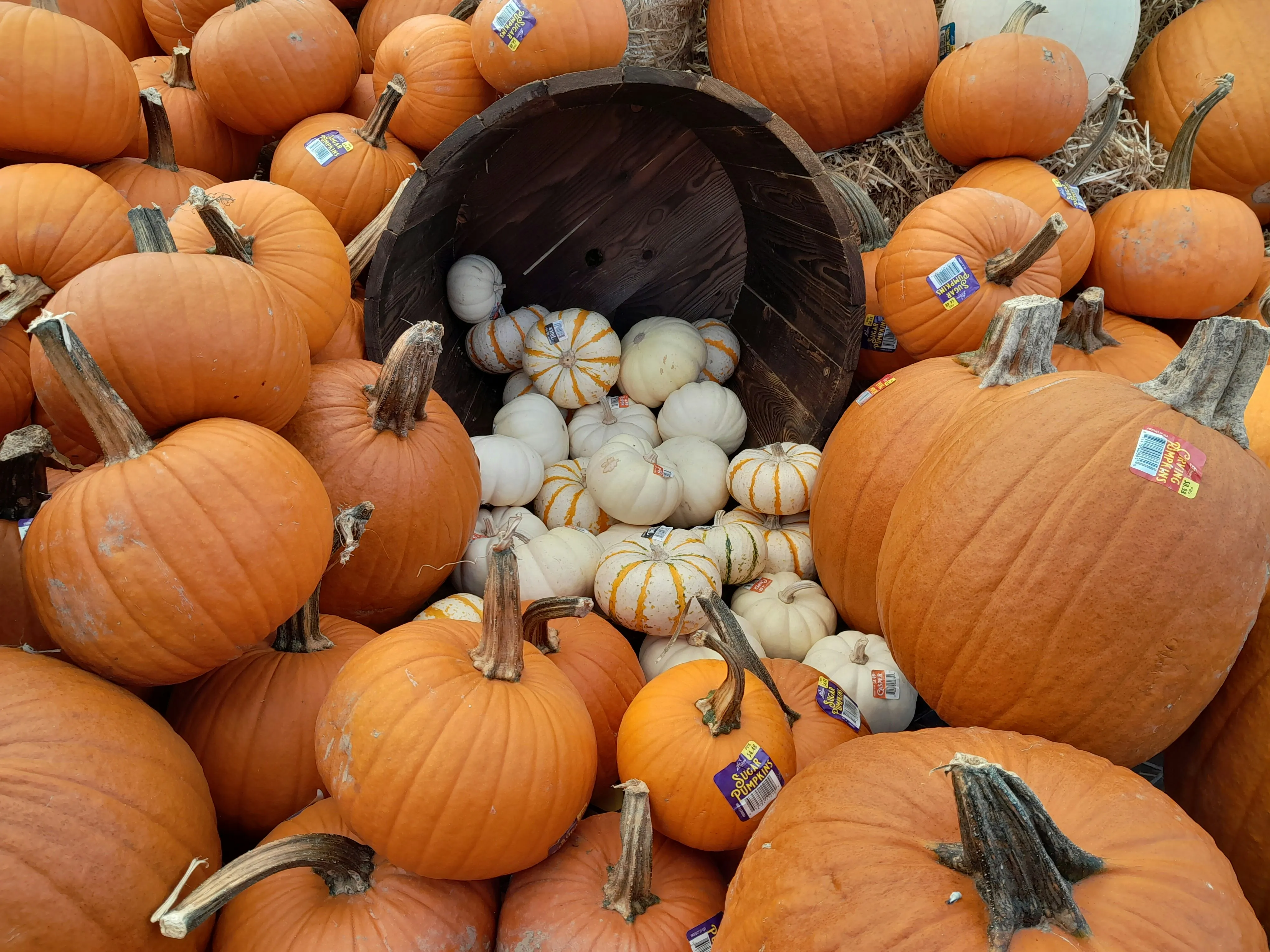 Pile Of Mixed Pumpkins and Gourds For Harvest Display HD
