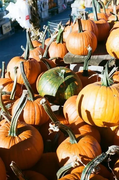 Pile Of Orange and Green Pumpkins in Fall Market Display