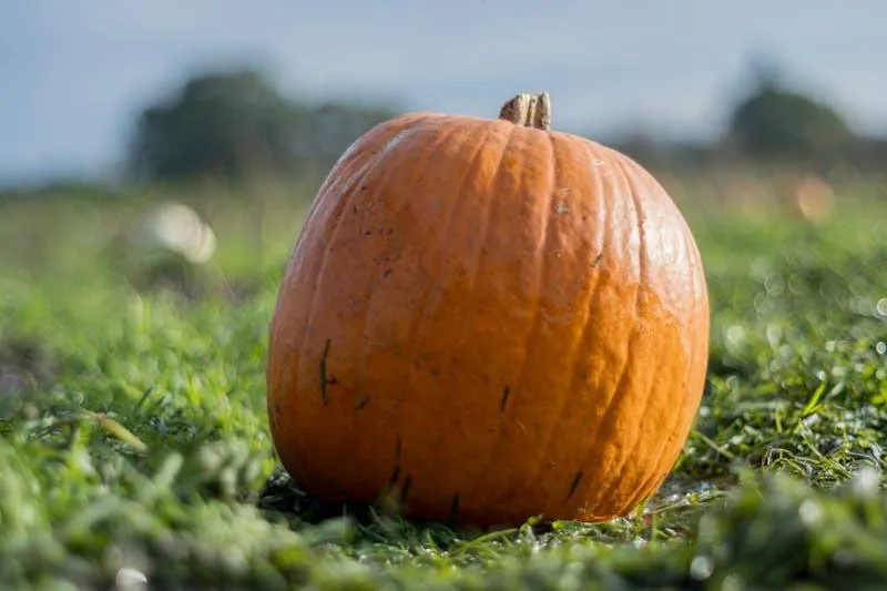 Plain Orange Pumpkin in Outdoor Field with Blur Background