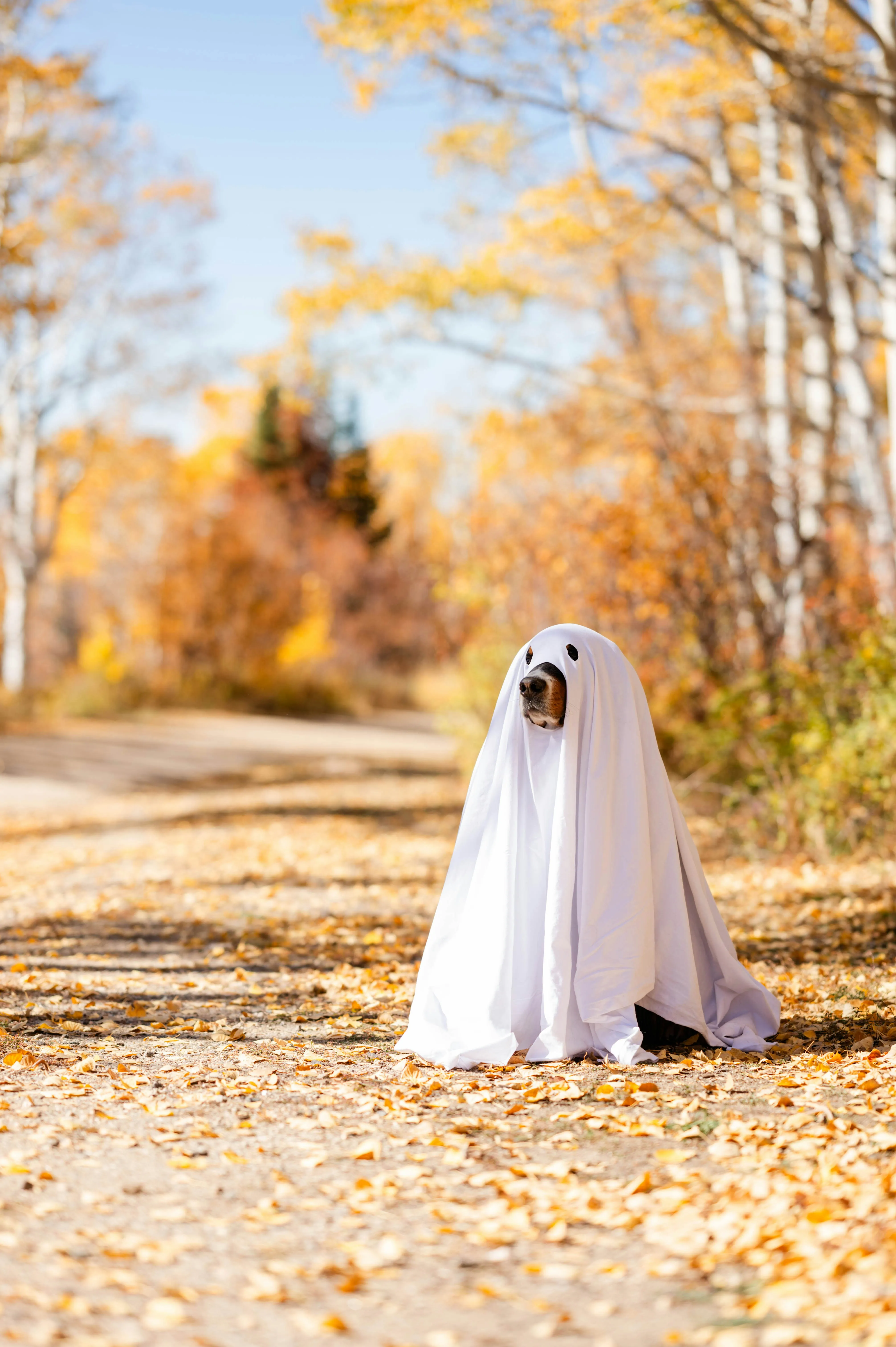 Playful Ghost Costume for Dogs at Halloween Festival