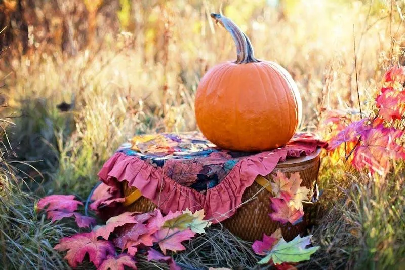 Pumpkin Above The Colourful Basket in Natural Setting Image