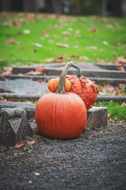 Pumpkin and Leaves By Stone Bench in Autumn Settig Image
