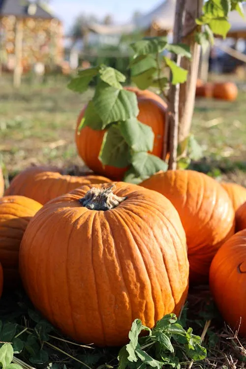 Pumpkin Growing on Vine in Outdoor Autumn Patch Wallpaper