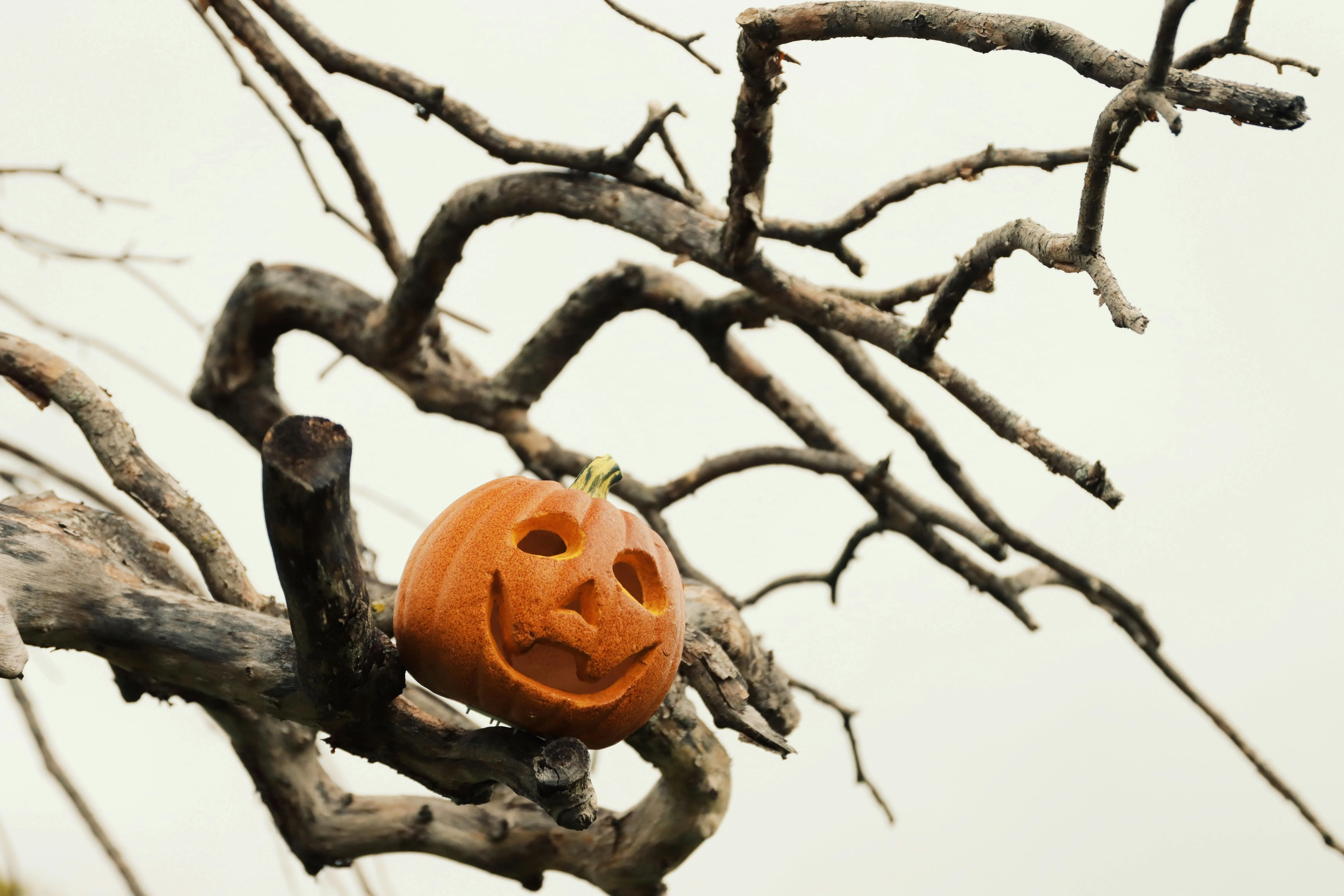 Pumpkin Hanging on Tree Branch in Spooky Scene Wallpaper