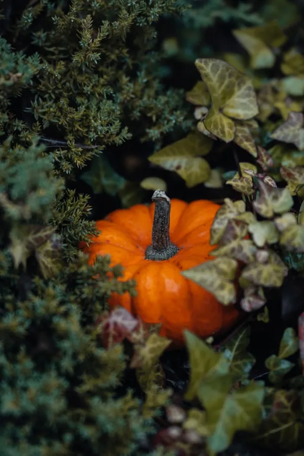 Pumpkin Hidden in Autumn Foliage For Halloween Wallpaper
