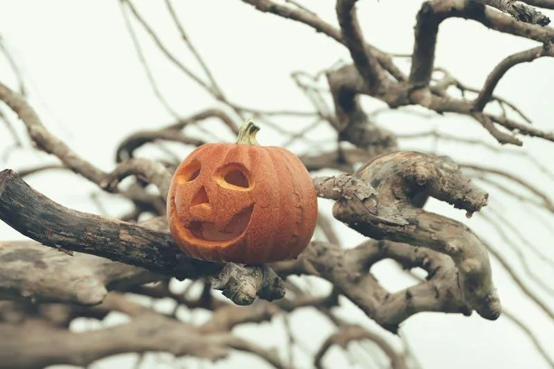 Pumpkin on Tree Branch in Moody Fall Scene Wallpaper