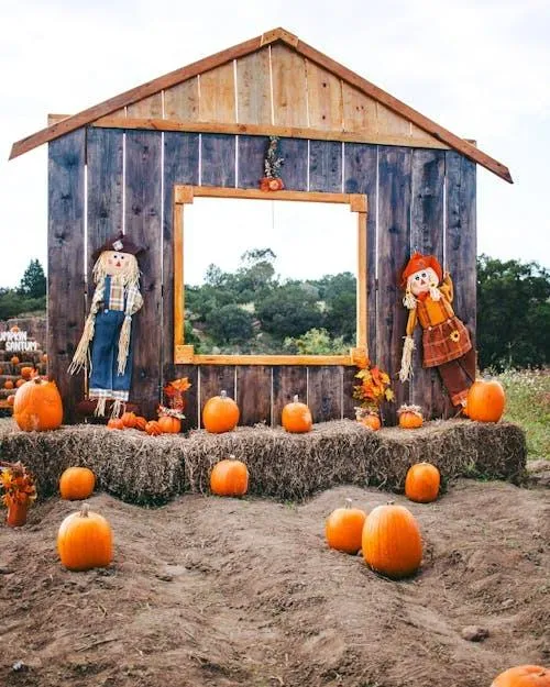 Pumpkin Patch with Barn Backdrop For Fall Photoshoots