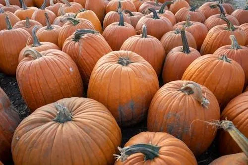 Pumpkin Patch with Rows Of Round Orange Pumpkins Image