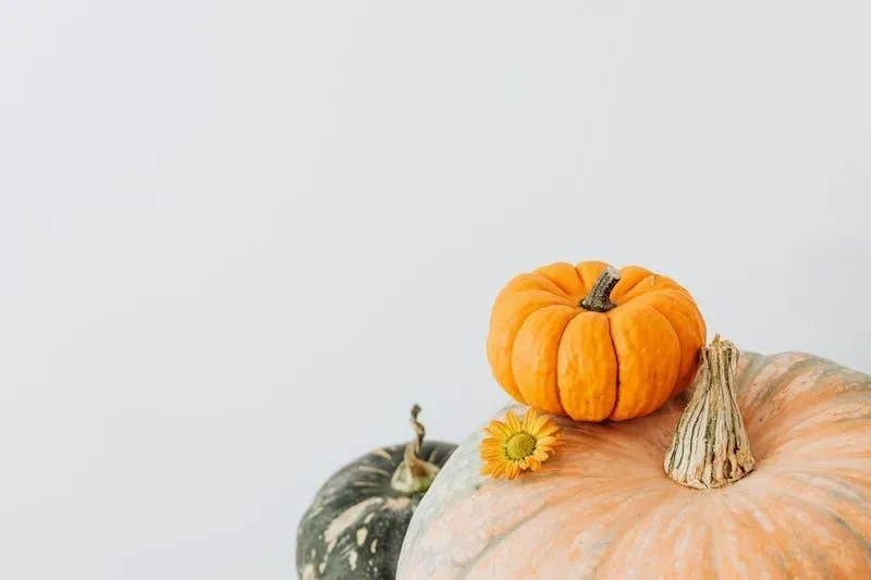 Pumpkins and Gourds Stacked on White Background Wallpaper