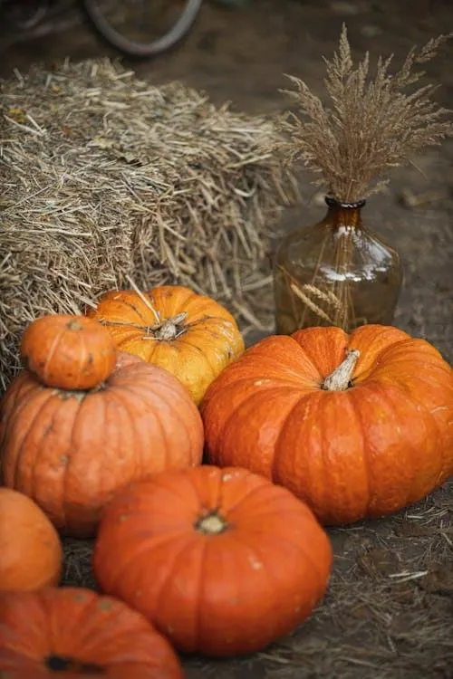 Pumpkins Arranged on Hay Bales For Fall Fest Wallpaper